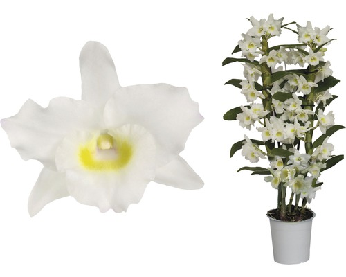 Dendrobium Nobilé, plante d''intérieur en pot blanc avec des fleurs blanches individuelles