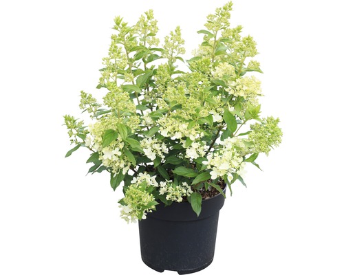 Hortensia paniculé en pot