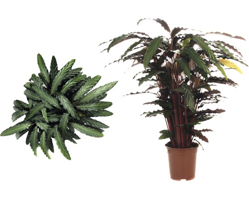 Deux plantes de Korbmarante de différentes tailles