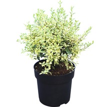 Bewimperter Liguster Kugel FloraSelf Ligustrum ibota 'Musli' H 30-40 cm Co 6 L