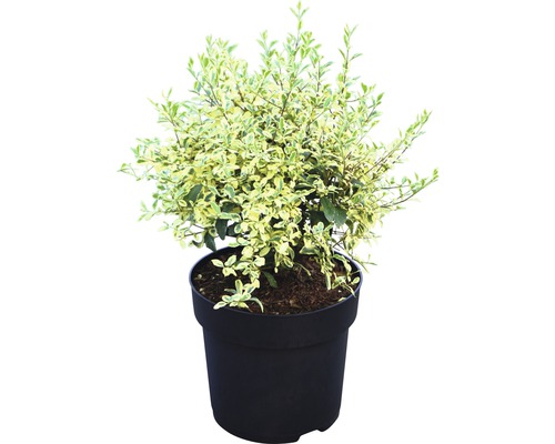 Bewimperter Liguster Kugel FloraSelf Ligustrum ibota 'Musli' H 30-40 cm Co 6 L Im Topf gepflanzter Liguster