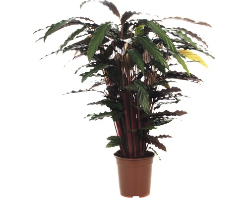 Plante Calathea rufibarba dans un pot
