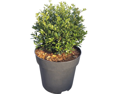 Buis sempervirent en pot