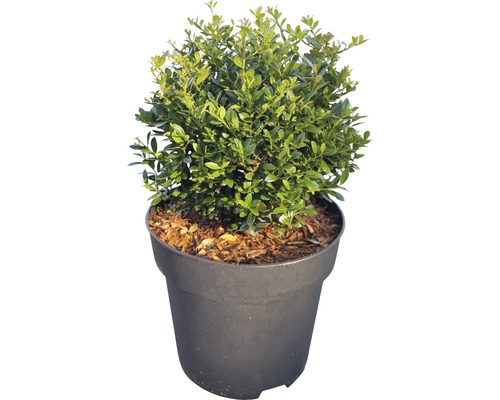 Buis cultivé en pot