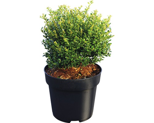 Houx crénelé boule FloraSelf Ilex crenata 'Glorie Dwarf' H 25-30 cm Co 4,5 L Buis dans un pot