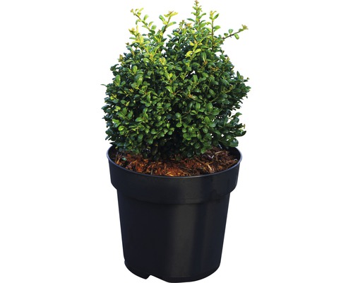 Buchsbaum im Topf