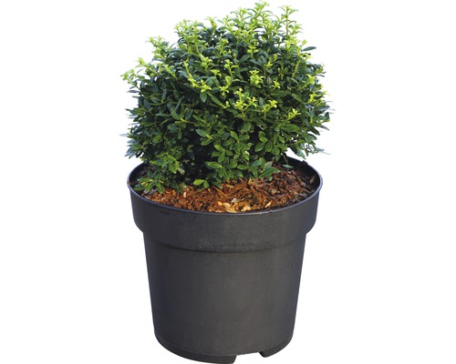 Bergilex Kugel FloraSelf Ilex crenata 'Soft Touch' H 25-30 cm Co 4,5 L