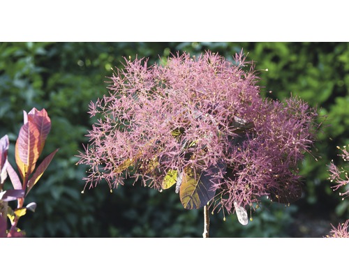 Perückenstrauch im Garten