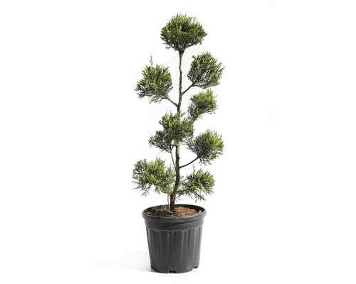 Gelbe Leyland-Zypresse PomPon FloraSelf Cupressocyparis leylandii 'Castlewellan Gold' H 80-100 cm Co 12 L-0