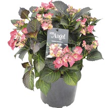 Hortensia Dark Angel en pot