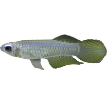 Poisson-moustique mâle nain de profil