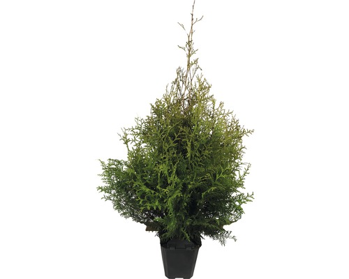 Lebensbaum FloraSelf Thuja occidentalis ‘Brabant‘ H 80-100 cm im ClickCo