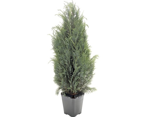 Einzelner Wacholderbaum in einem Topf