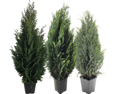 Drei Thuja Smaragd Pflanzen im Topf