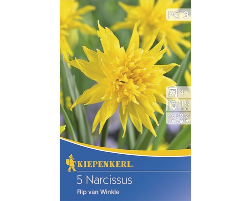 Bulbe de narcisse Narcissus pseudonarcissus « Rip van Winkle »