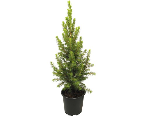 Épinette blanche h 10-20 cm, sapin de Noël mini adapté à la plantation Co 0,5 L