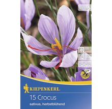 Kiepenkerl Crocus sativus à floraison automnale, paquet de 15 pièces