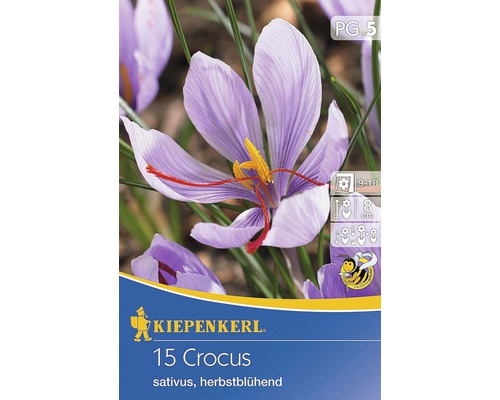 Bulbe de crocus Crocus sativus