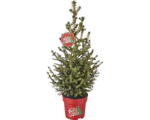 Épicéa 'Little Santa' -R-h 50-60 cm, mini-sapin de Noël adapté à la plantation Co 5 l