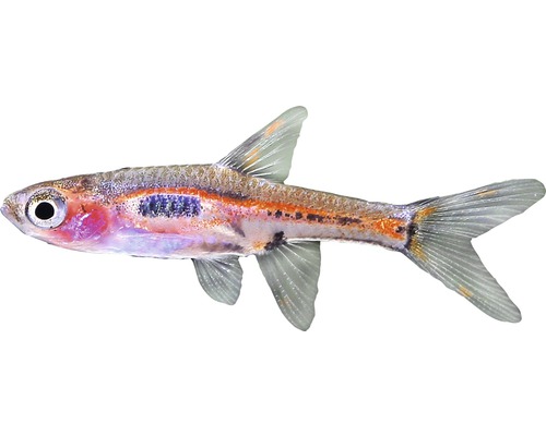 Fisch Schwarzfleckbärbling - Boraras brigittae