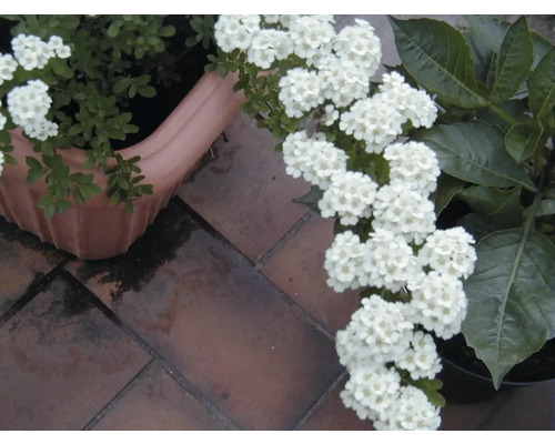 Blumen in Töpfen auf Pflastersteinen