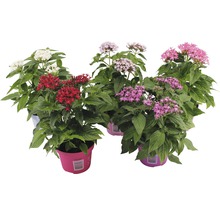 Étoile égyptienne FloraSelf Pentas lanceolata 'Graffiti' pot Ø 12 cm