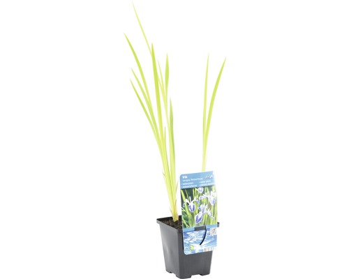 Iris d''eau en pot