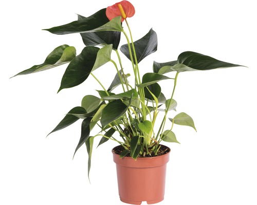 Anthurie plante d''intérieur en pot