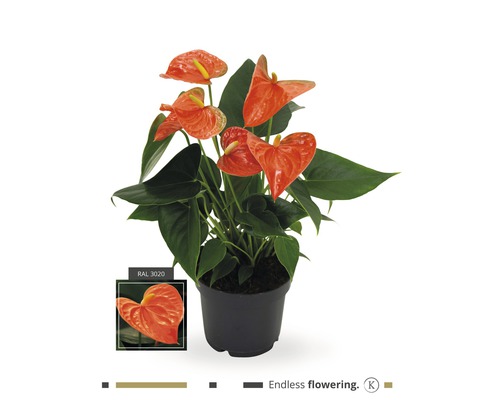 Langue de feu - Anthurium FloraSelf Anthurium andreanum h 35-40 cm pot de Ø 12 cm orange
