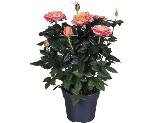 Rosier Santa Catalina FloraSelf Rosa Hybride 'Lenora' h 30-40 cm pot Ø 13 cm orange