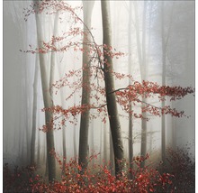 Nebliger Wald mit Bäumen und Herbstlaub