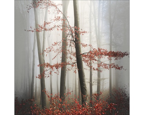 Metallbild Mystic Trees 98x98 cm Nebliger Wald mit Bäumen und Herbstlaub