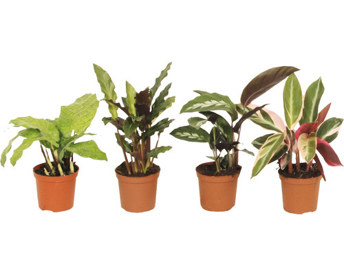 Calathée FloraSelf Calathea-Cultivars H 15-25 cm Ø 7 cm pot assorti