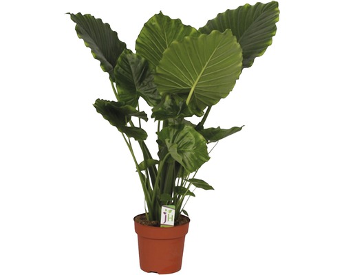 Alocasia macrorrhizos FloraSelf 'California' H 90-100 cm pot Ø 21 cm