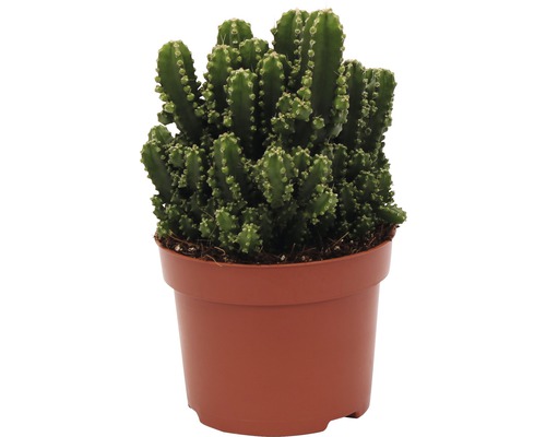 Cactus FloraSelf Cereus repandus 'Paolina' H 20-25 cm pot Ø 12 cm-0