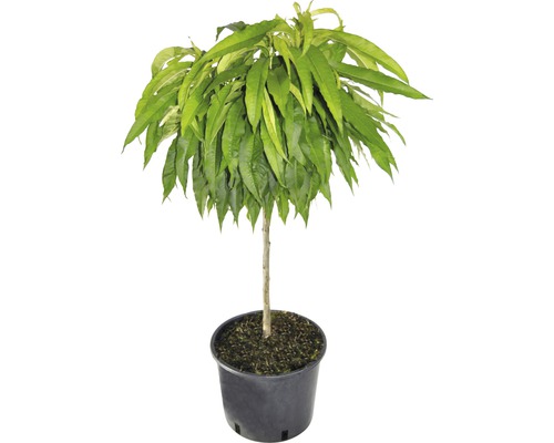 Pêcher nain bio FloraSelf Bio Prunus persica 'Bonanza' hauteur du tronc 40 cm hauteur totale env. 60-80 cm Co 7,5 L autofertile