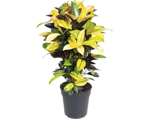 Wunderstrauch, Kroton FloraSelf Codiaeum 'Mrs. Iceton' H ca. 80 cm Ø 24 cm Topf Kroton Zimmerpflanze im Topf