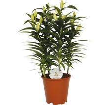 Lys en pot avec des fleurs encore fermées