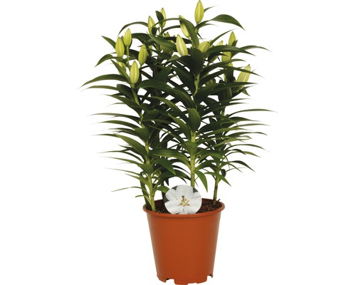 Lys en pot avec des fleurs encore fermées