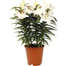 Plante de lys à fleurs blanches en pot