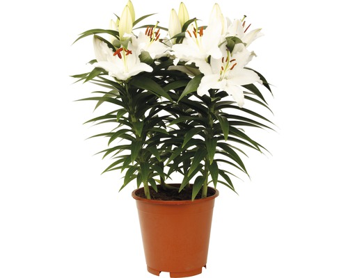 Plante de lys à fleurs blanches en pot