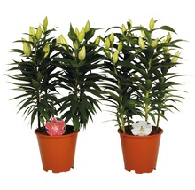 Deux plants de lys en pot avec des boutons