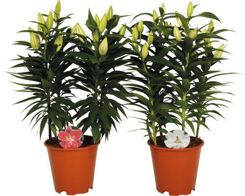 Deux plants de lys en pot avec des boutons