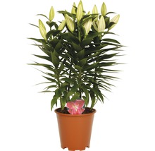 Lys en pot avec des fleurs encore fermées