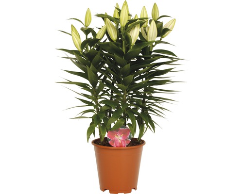 Lys en pot avec des fleurs encore fermées