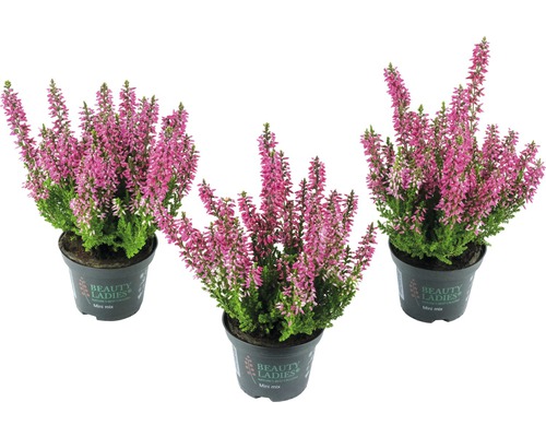 Calluna, bruyère commune FloraSelf Calluna vulgaris 'Beauty Ladies' mini pot Ø 10,5 cm sortes aléatoires