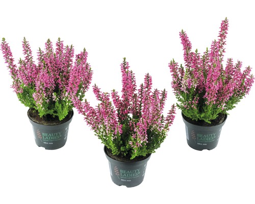 Knospenheide Mini Mix FloraSelf Calluna vulgaris 'Beauty Ladies' Mini Ø 6 cm Topf zufällige Sortenauswahl, einfarbig