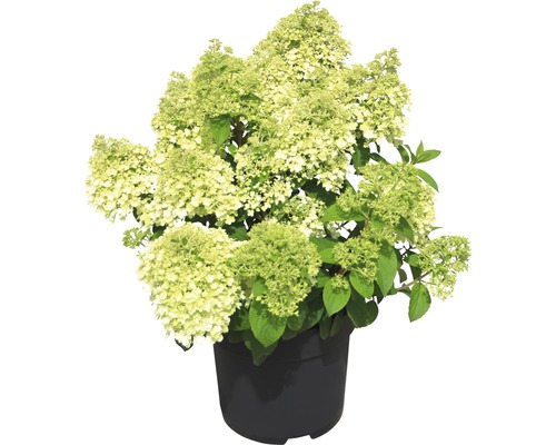 Hortensia paniculé FloraSelf Hydrangea paniculata 'Bobo'® h 50-60 cm Co 6 l