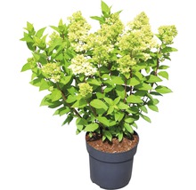 Hortensia paniculé FloraSelf Hydrangea paniculata 'Magical Candle'® h 50-60 cm Co 5 l-thumb-1