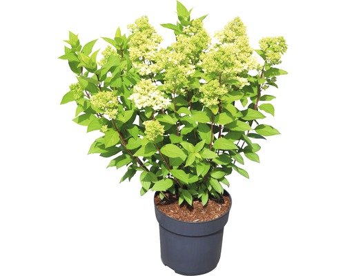 Hortensia paniculé en pot